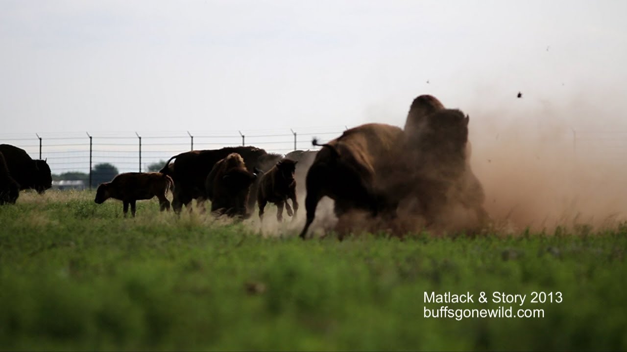 Texas Wild: I am bison hear me ROAR!!!