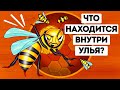 Что бы вы увидели, если бы могли войти в улей