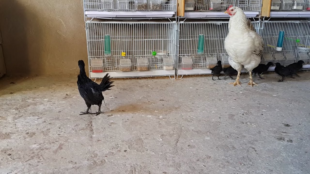 لماذا يأكل الدجاج البيض؟ وكيف أعالج هذه المشكلة؟