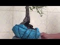 (Đx))M680 gl cây sơn liễu 150k LH 0707713796 Khương bonsai