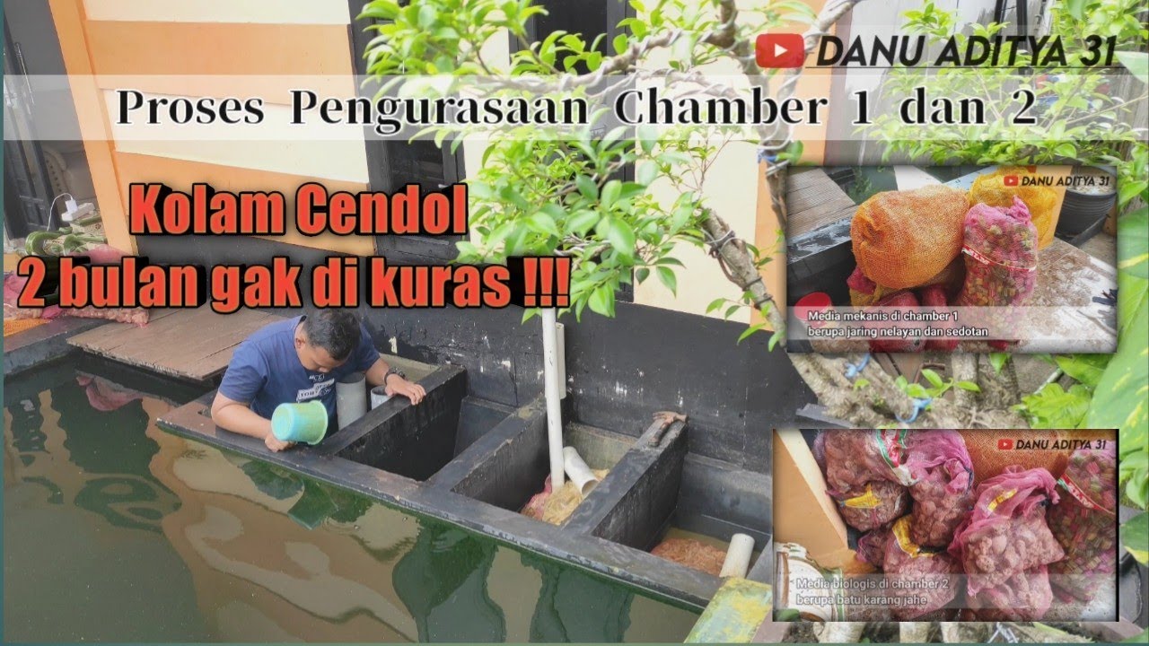 Cara Membersihkan Filter Kolam Koi dengan Mudah dan Efektif Cara Membersihkan Filter Kolam Koi dengan Mudah dan Efektif