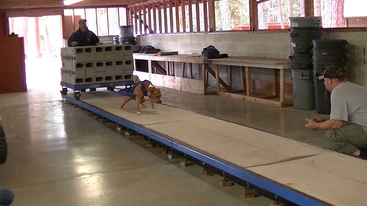 nordic thunder kennel at evergreen state adbsi weight pull YouTube