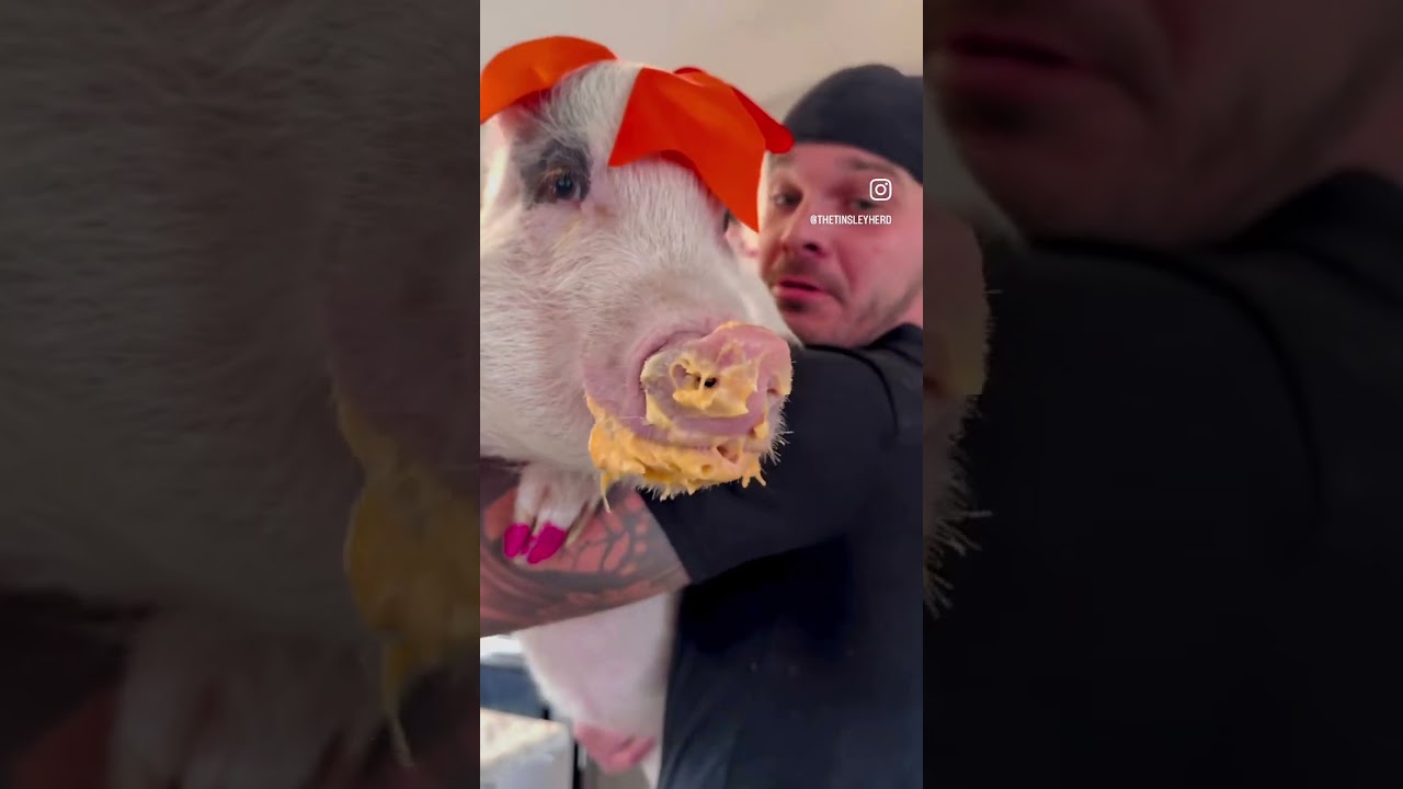 Lip lickin APPR🐽VED by Daisy! 