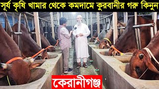 2024 ঈদে কেরানীগঞ্জের সূর্য কৃষি খামার থেকে কমদামে সুন্দর সুন্দর কুরবানীর গরু কিনুন Cow price