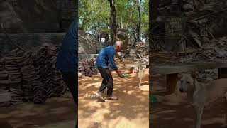 feeding hungry dogs# food for hungry puppies # stray animals