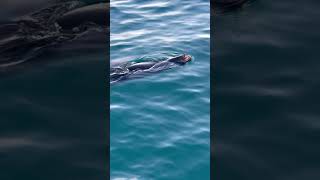 #nature #sealion #california #avalon #catalinaisland #travel #vacation