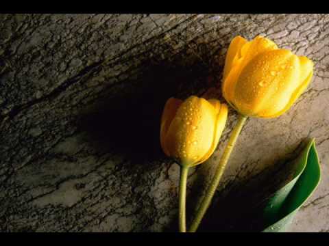 To Veil Or Not To Veil - Sheikh Mohammad Elshinawy (2/6)