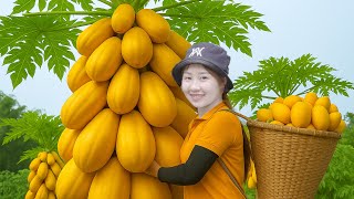 Download Lagu [TIMELAPSE] -- 365 Days Harvesting Many papaya, longan fruit Go To Sell | Hà Countryside MP3