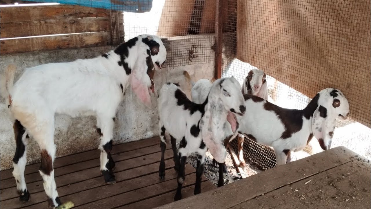 Irfan dairy farm 🫣 9381237594 location Hyderabad Hafiz Baba Nagar 