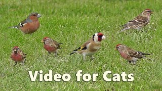 Videos for Cats : Little Bird Paradise - 8 HOURS of Cat TV