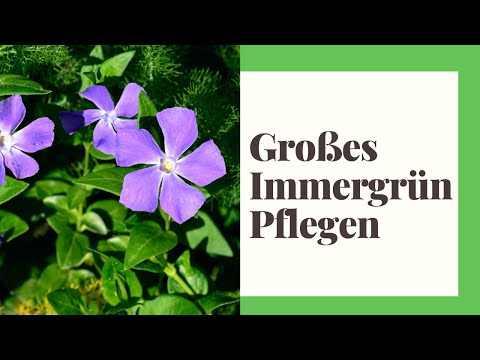 Video: Immergrün - Immergrün, Vinca, Blumen