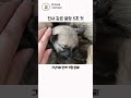 댕댕이 전용 꿀잠버튼을 누르면? #동물 #강아지