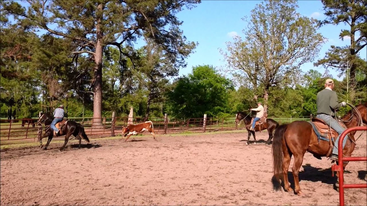 Finished Head Horse For Sale YouTube