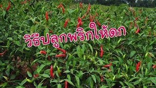 วิธีปลูกพริกให้ดก | เกษตรสุขท้ายซอย