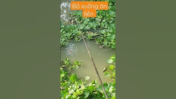 Câu cá rô đồng Cá cắn câu kéo phao thấy mời