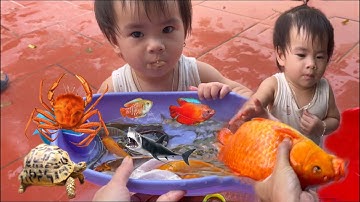 Thỏ Vlog Hà sam tìm các con vật dễ thương , cá sấu, cá mập , cá heo , rùa , cá chép koi, cua , vịt