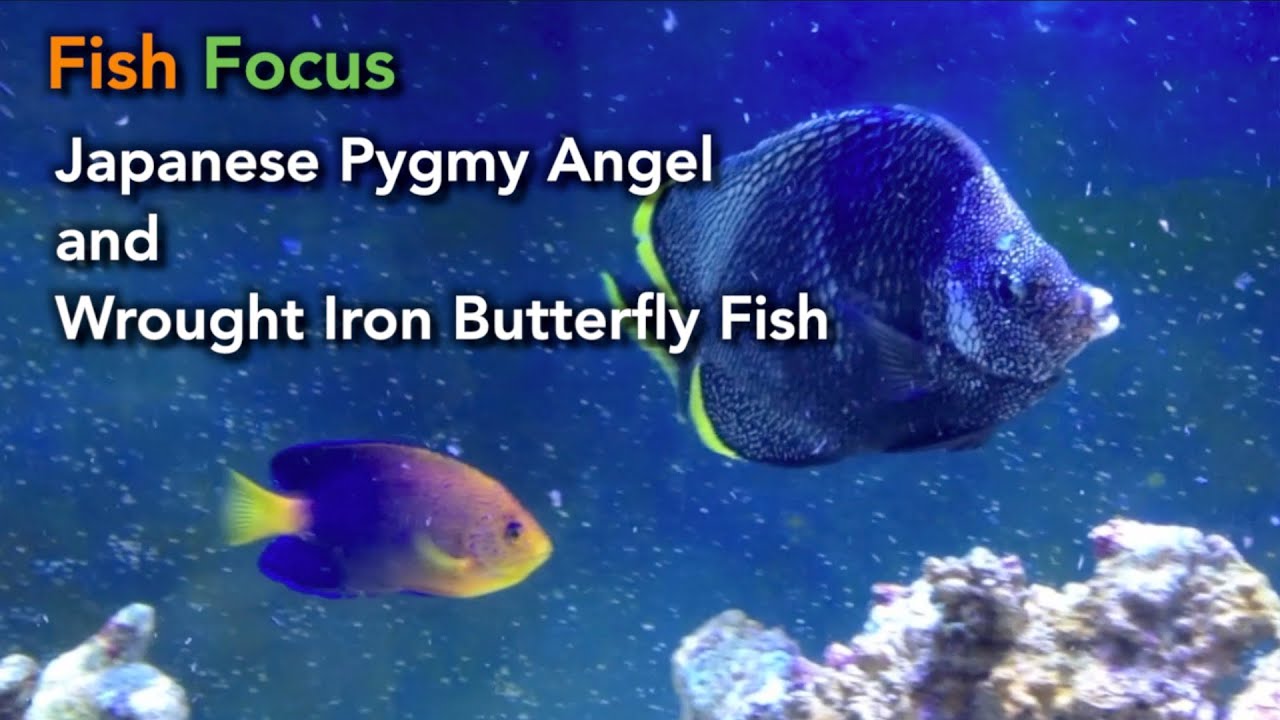 fish focus japanese pygmy