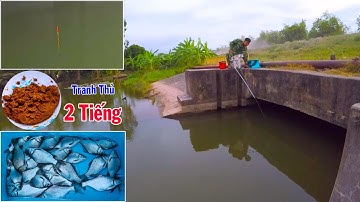 Cận Cảnh Phao Đài ➣ Cắn Càng Nhẹ Cá Càng To ➣ Câu Trúng Ổ Cá Diếc Lai