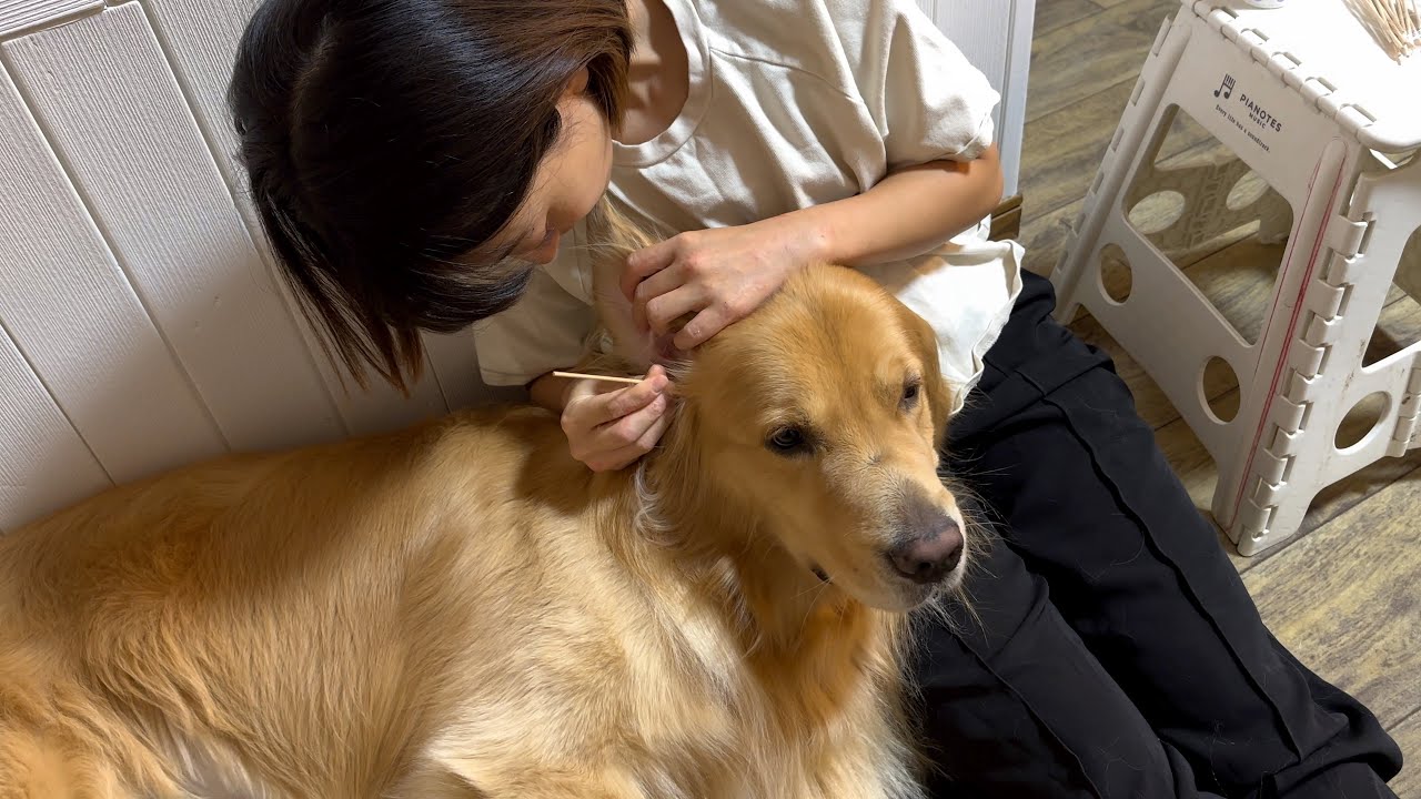 ママに膝枕で耳かきされる様が、犬の皮を被った人間のよう