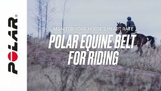 Polar Equine Belt for riding | Monitor your horse’s heart rate screenshot 4