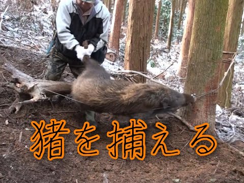 狩猟】猪を捕らえる - YouTube