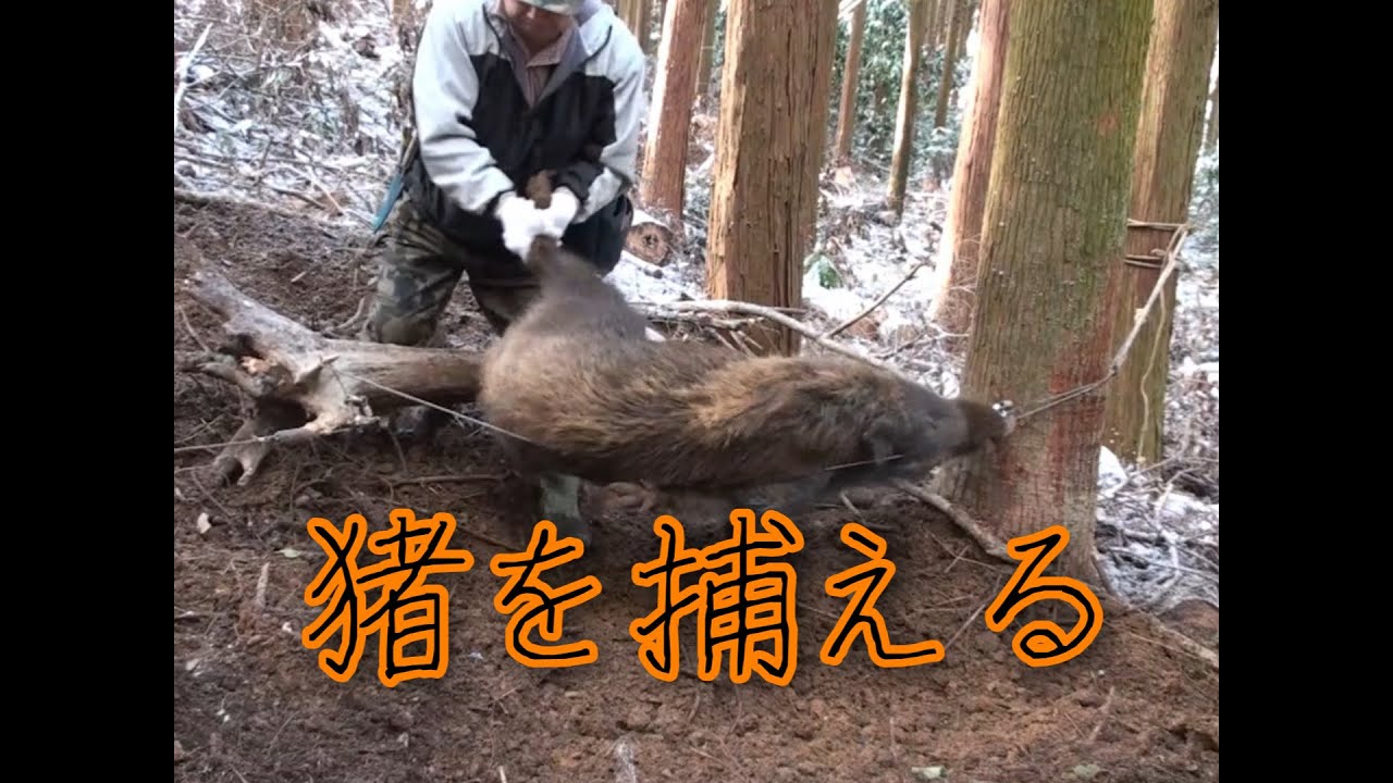 狩猟】猪を捕らえる - YouTube