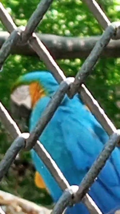 #попугай - YouTube