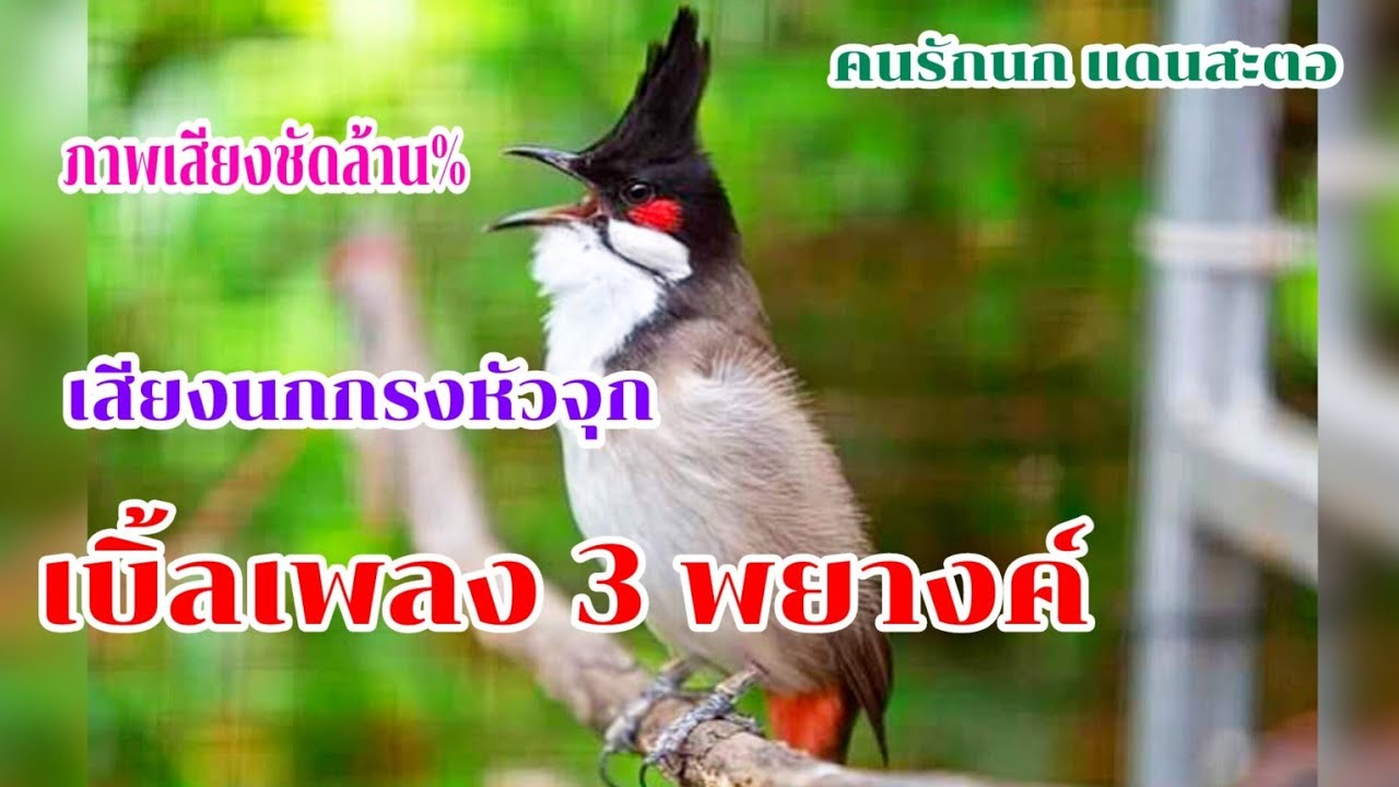 🏆นกกรงหัวจุกเวียดนามเบิ้ลอาชีพ เปิดสอนลูกนก ยั้วนกฟังนกคึกร้องตาม