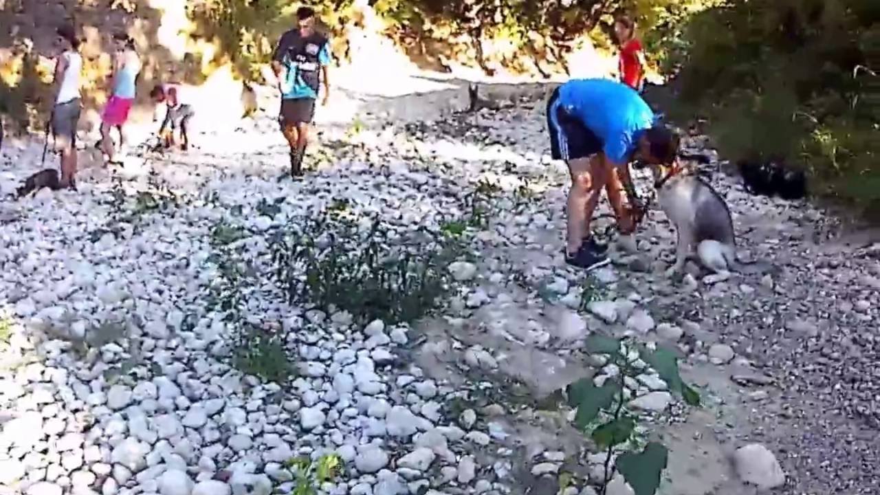 COURS COLLECTIF AVEC ERIC TRAMSON DRESSEUR DE CHIEN APPRENDRE POSITION COUCHEE AVEC RAPPEL - YouTube