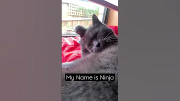 My Name is Ninja - Medina