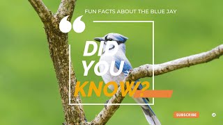 Blue Jays Are Crows