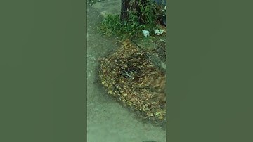 Remove Leaves Flow Clogged Culvert Drain #unclog #drain #remove #shorts