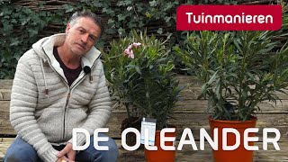 De Oleander, hoe en wat? | Snoeien | Tuinmanieren Resimi