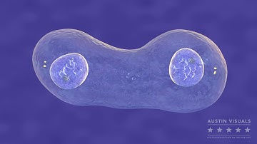 Cell Cycle 3D Animation