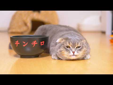 I Gave My King Cat a Luxury Bowl… and He Reacted Like This! [Eng