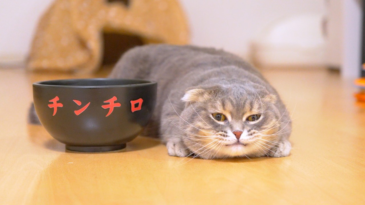 I Gave My King Cat a Luxury Bowl… and He Reacted Like This! [Eng