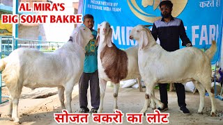 Big Sojat Bakro Ka Lot At Al Mira Goat Farm सोजत बकरॊ का लोट