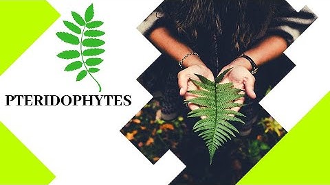 General Characters and External Features of Selaginella