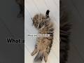 What are you doing? #cat #funnycat ￼