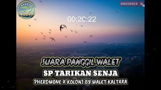 Suara Panggil Walet‼️ Sp Tarikan Senja PHEROMONE X KOLONO BY WALET KALTARA @BerkatWaletOfficial