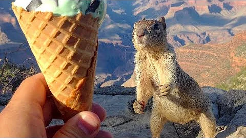 Video 1794631: compilation best animals, dog compilation, kitten, cat