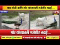 पाहा शेळी आणि मोर यांच्यातली मजेशीर लढाई... । Animls Video Viral