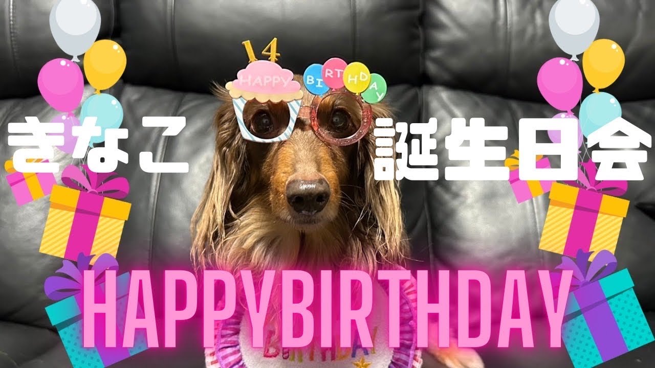 【犬７頭と暮らすおっさん】おっさんが全力で祝う最年長きなこの誕生日会