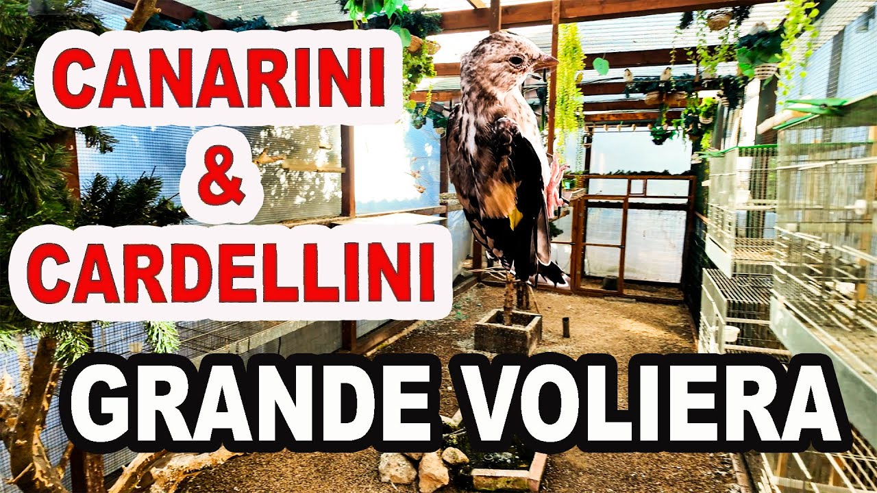 Visita ad un allevamento di canarini e cardellini + Acquisto gabbie per pappagalli #canarini