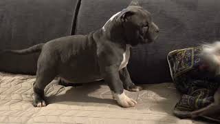 THIS AMAIZING STRONG BEAUTIFUL BOY IS AVAILABLE FOR SALE .SHOW QUALITY AMERICAN BULLY POCKET