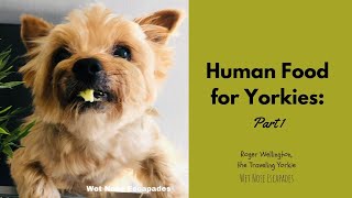 Human Food for Yorkies: Part 1 (by Roger W. the Traveling Yorkie) #yorkshireterrier  #yorkies #dogs by Wet Nose Escapades  134 views 1 year ago 1 minute, 45 seconds