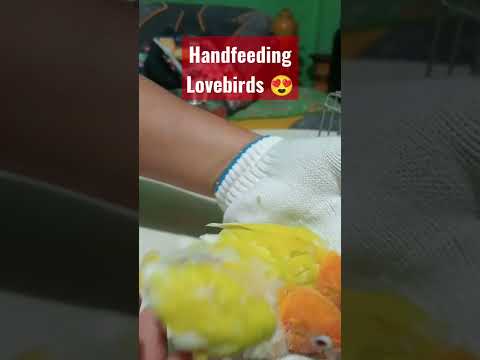 Видео: Зачем выбирать Lovebird для домашних животных?