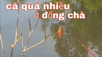 Mưu sinh bằng nghề câu bống đục _ cuộc sống miền quê