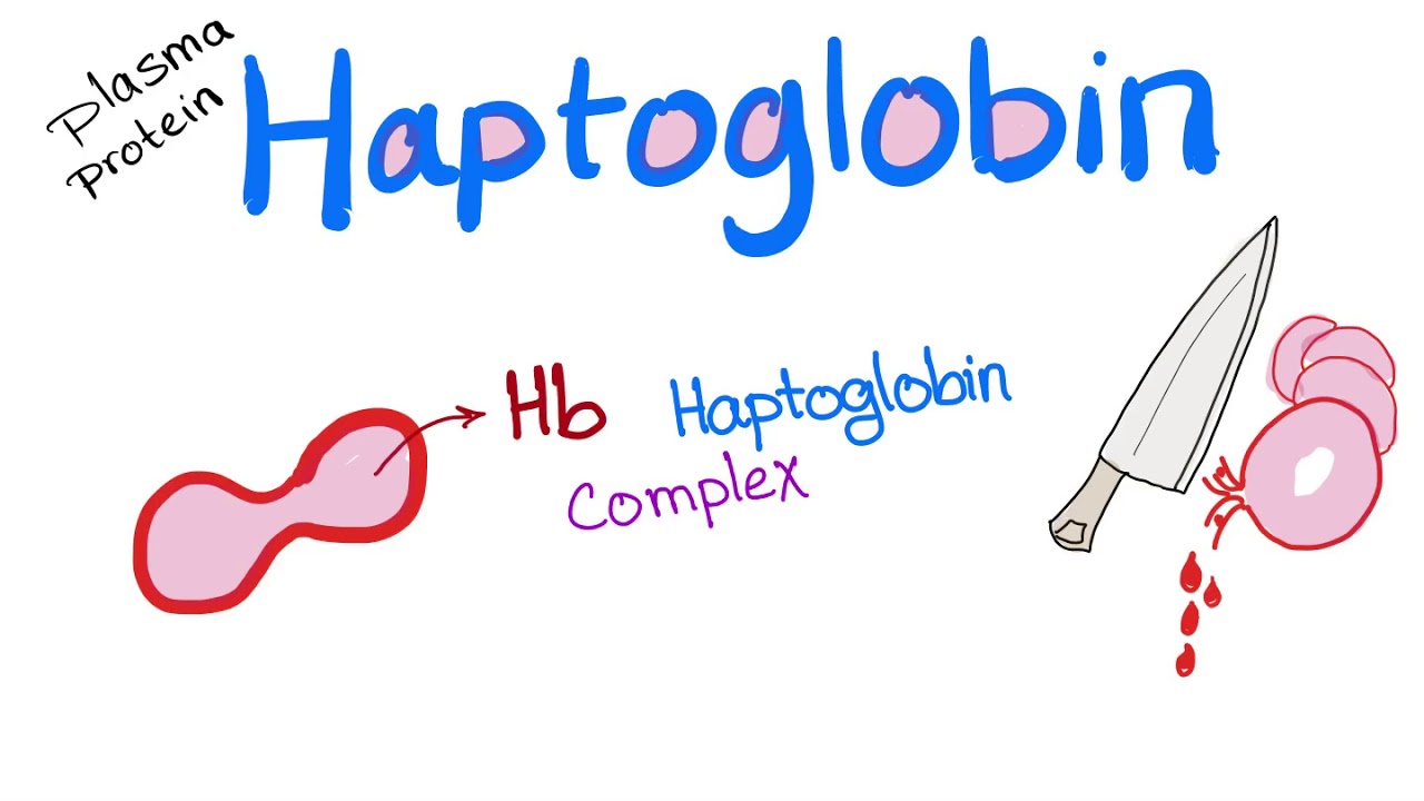 Haptoglobin - YouTube