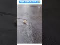 親に注意されるヒヨコ